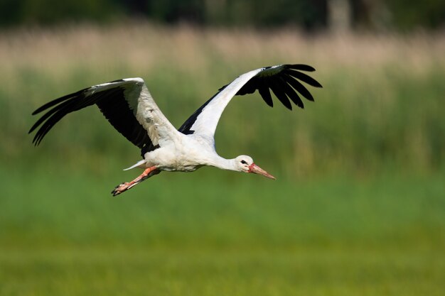 Witte ooievaar die boven weide met vleugels open in de zomeraard vliegt