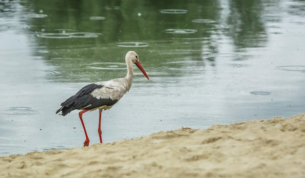 Witte ooievaar die in het zand loopt