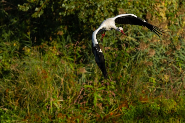 Foto witte ooievaar die over een rivier vliegt