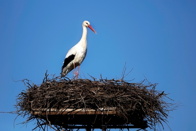 Witte ooievaar in het nest