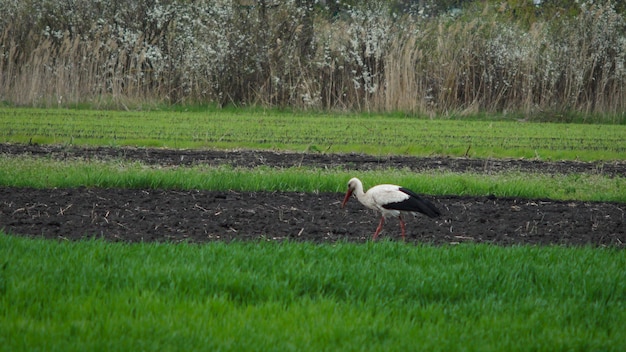 Witte ooievaar in het veld