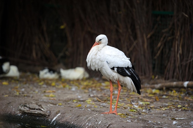 witte ooievaar