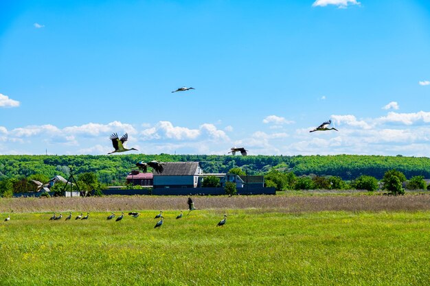 Foto witte ooievaars ciconia ciconia op de groene weide bij de rivier de dnieper