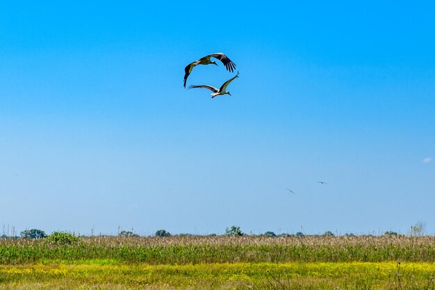 Witte ooievaars Ciconia ciconia vliegen in een lucht