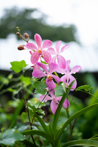 Witte orchidee achtergrond achtergrond