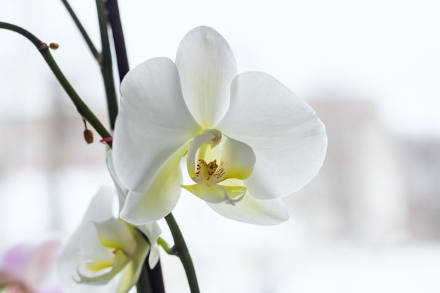 Witte orchidee bloem close-up macro foto