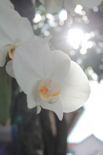 Witte orchidee bloem