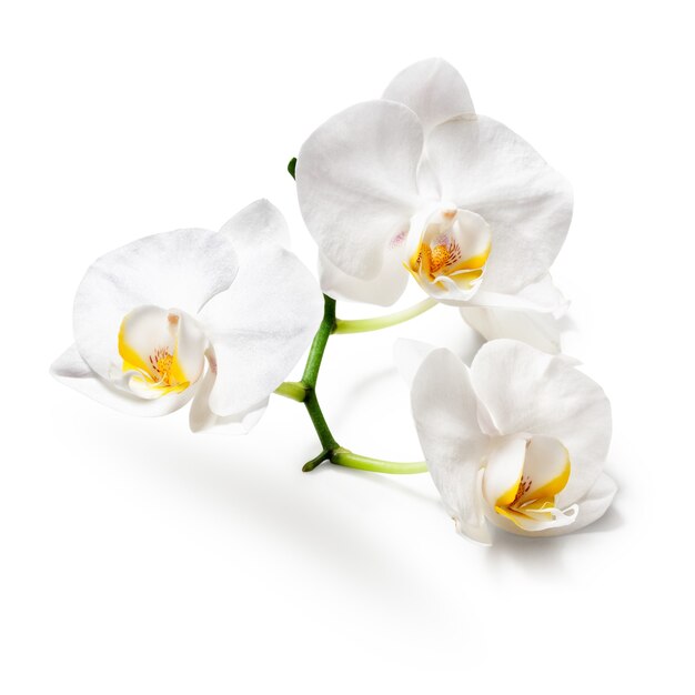 Witte orchidee bloemen geïsoleerd op een witte achtergrond. Uitknippad inbegrepen