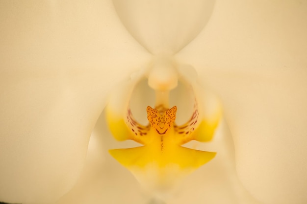 Foto witte orchidee bloemen met geel midden dichtbij