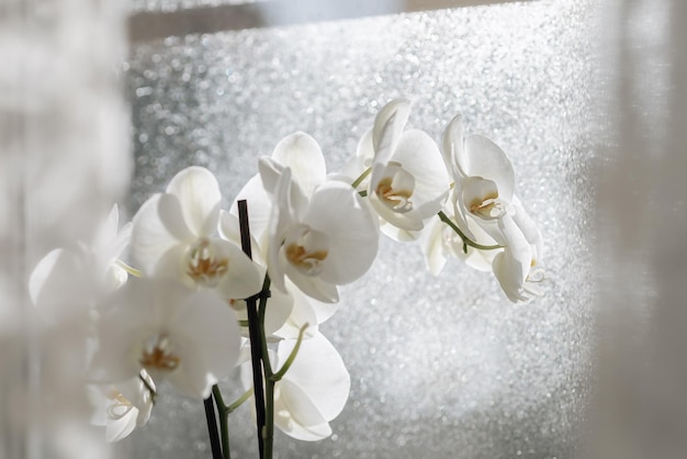 Witte orchidee close-up op raam op een regenachtige dag