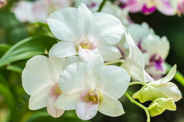 Witte orchidee, Dendrobium die in de tuin op vage achtergrond bloeien