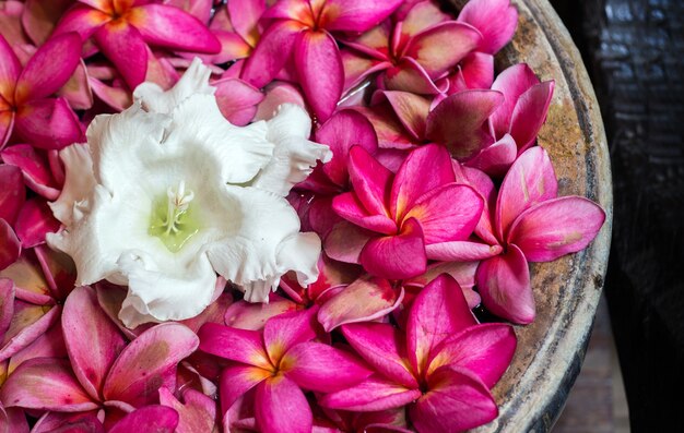 witte orchidee en roze fangapibloem met water