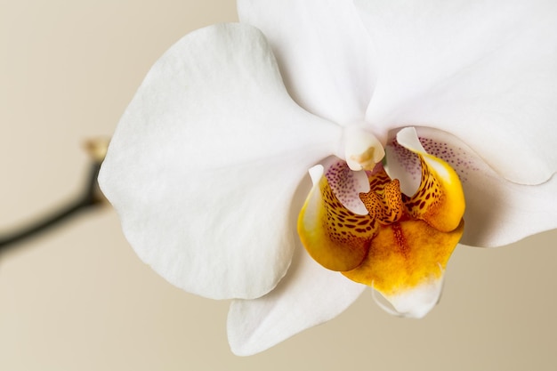 Witte Orchidee enkele bloem op bruine achtergrond