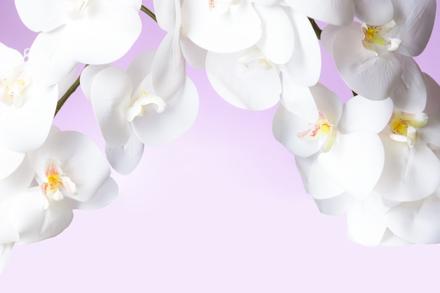 Witte orchidee in roze pastel