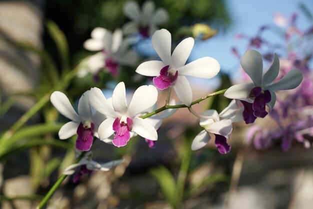 witte orchidee op glanzende ochtend met blauwe hemelachtergrond