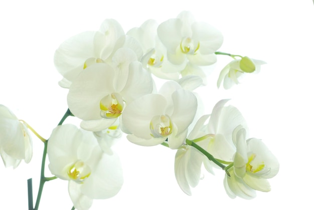 witte orchidee