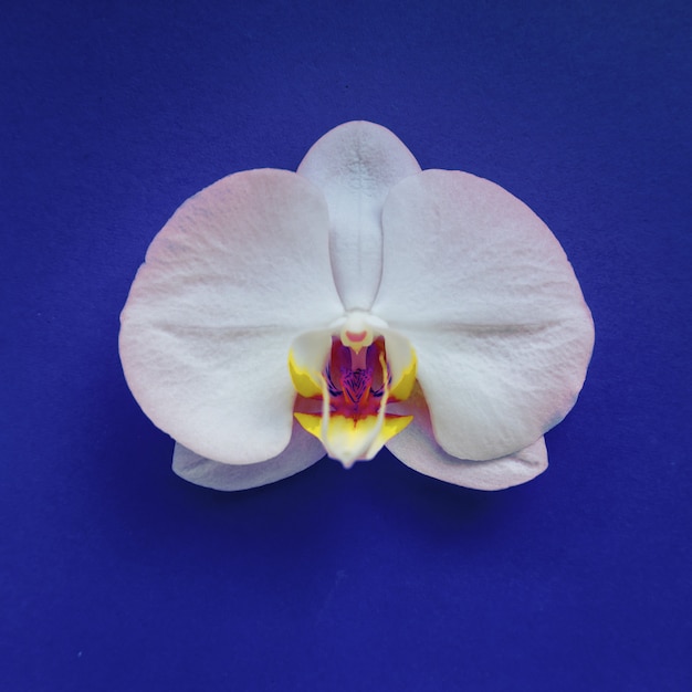 Witte orchideebloem op blauw