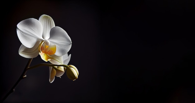 witte orchideebloem op donkere achtergrond