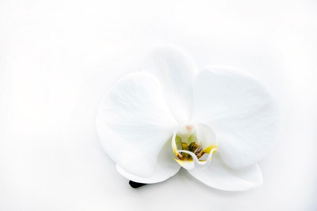 Witte orchideebloem op een witte tafel