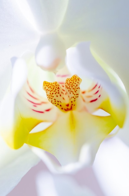 Witte orchideebloem op lichte achtergrond