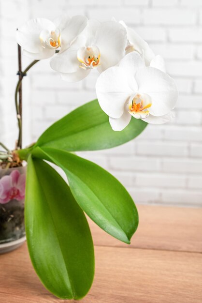 Witte orchideebloem