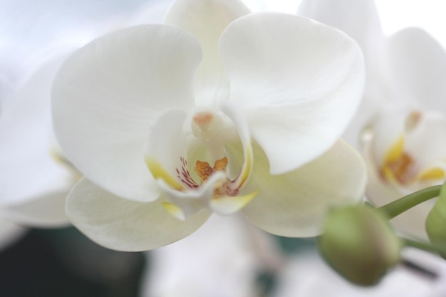 Witte orchideebloem