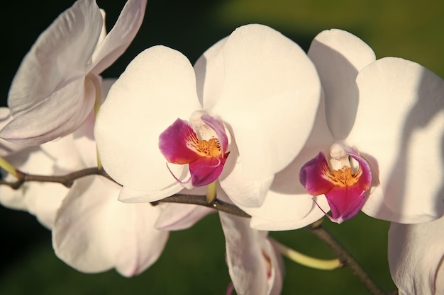 Witte orchideebloem