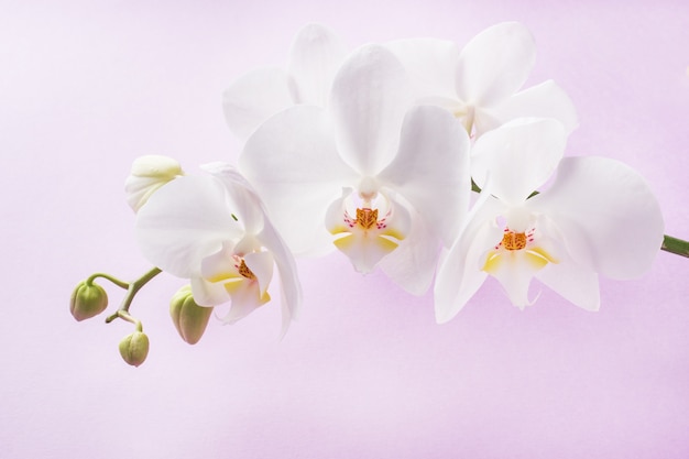 Witte orchideebloemen. concept Valentijnsdag