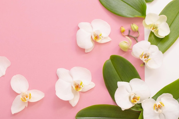 Witte orchideebloemen op roze achtergrond