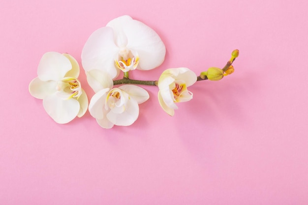 Witte orchideebloemen op roze achtergrond