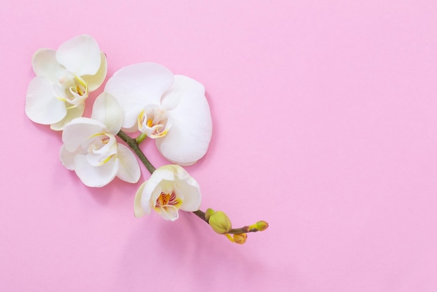 Witte orchideebloemen op roze achtergrond