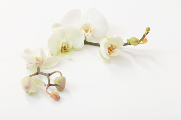 Witte orchideebloemen op witte achtergrond