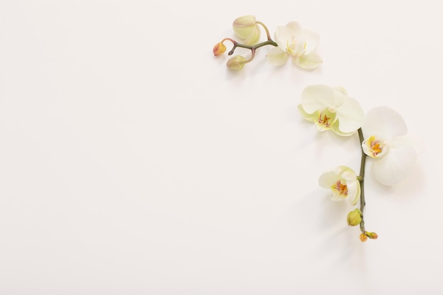 Witte orchideebloemen op witte achtergrond