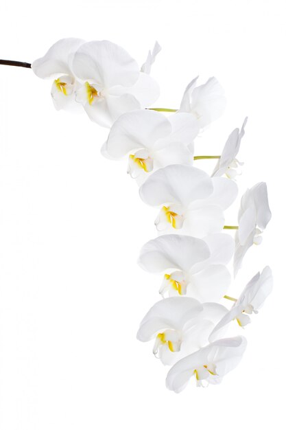 Witte orchideebloemen