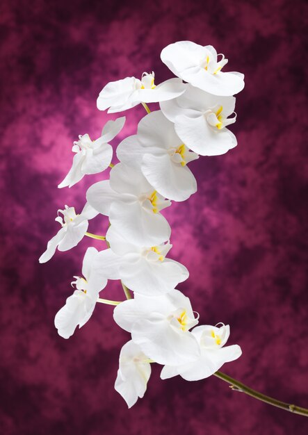 Witte orchideebloemen