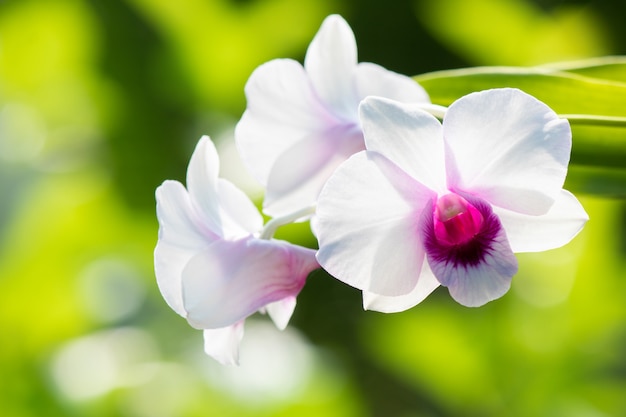 Witte orchideeboom in natuurlijke dichte omhooggaand