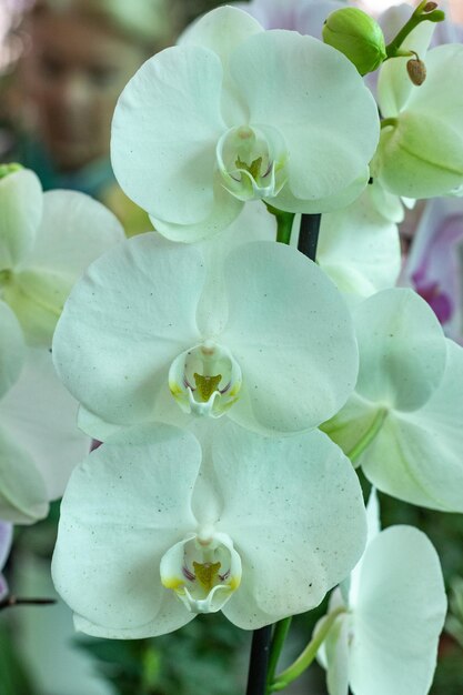 Witte orchideeën in de tuin. Phalaenopsis.