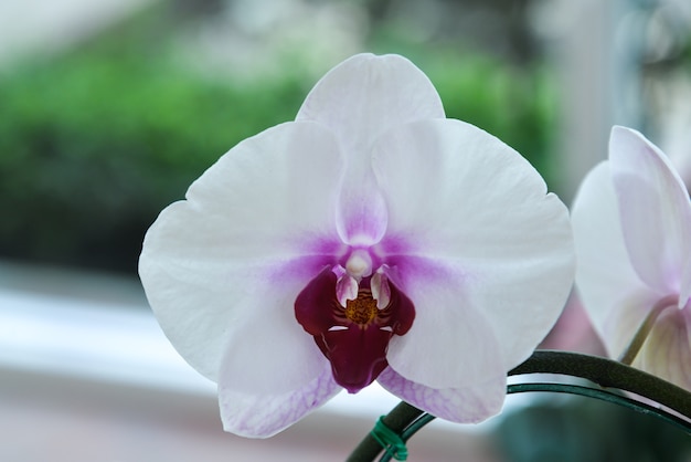 witte orchideeën