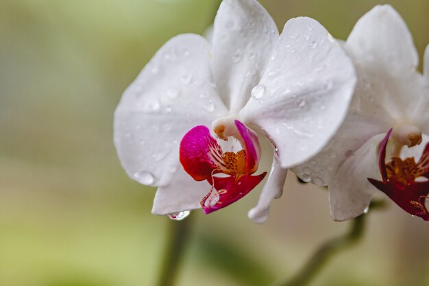 Witte orchideetuin in de dauw.