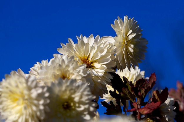 Witte oude bloemen in het herfstseizoen