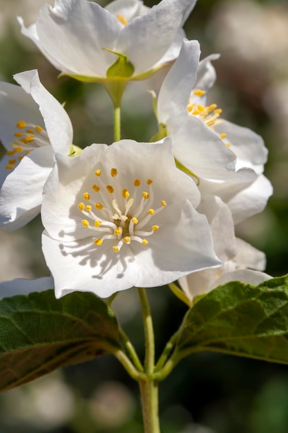 Witte oude jasmijnbloemen in de zomer