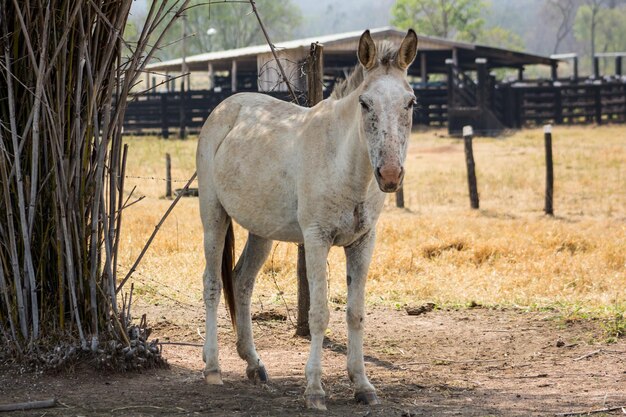 witte paard hek schaduw