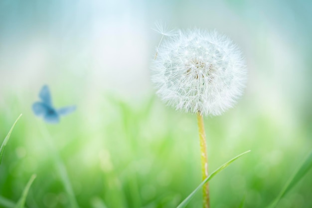 Witte paardebloem blowball op onscherpe groene achtergrond Soft focus