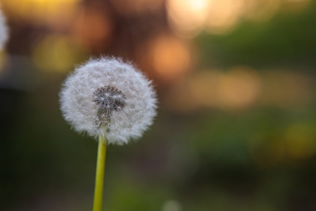 Witte paardebloem groeien in het veld. Natuur.