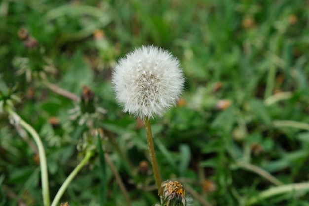 Witte paardebloem in het veld Paardebloem