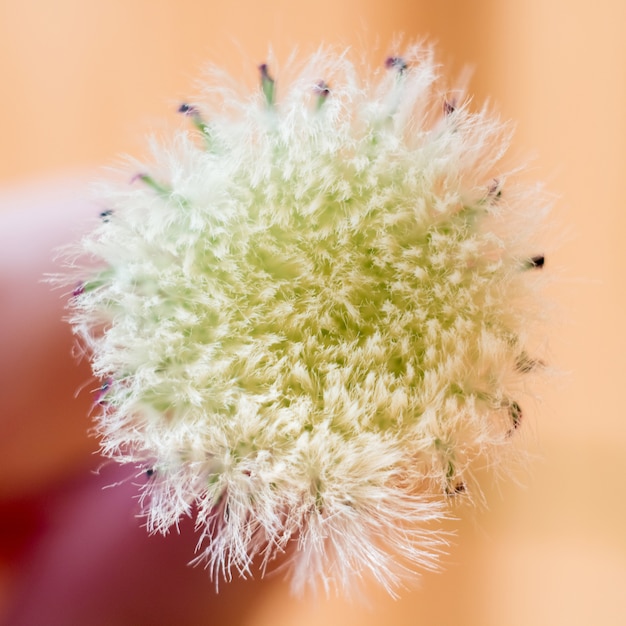 witte paardebloem op een onscherpe achtergrond