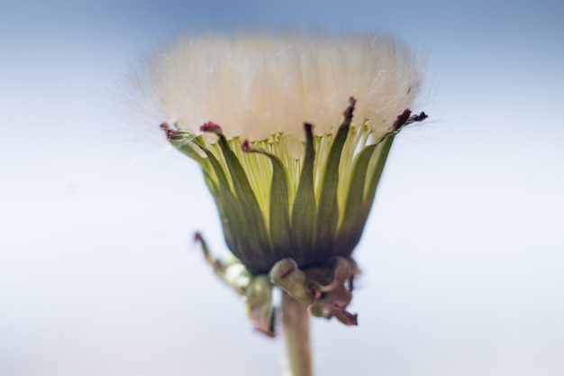 Foto witte paardebloem op een onscherpe achtergrond