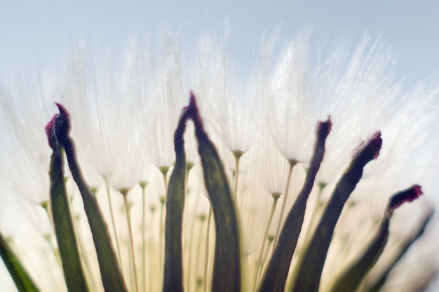 witte paardebloem op een onscherpe achtergrond