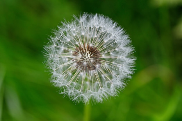 Witte paardebloembloem blowball.