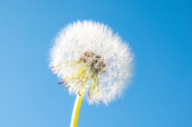 Witte paardebloemclose-up tegen blauwe hemel op sun